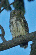 Asian Barred Owlet