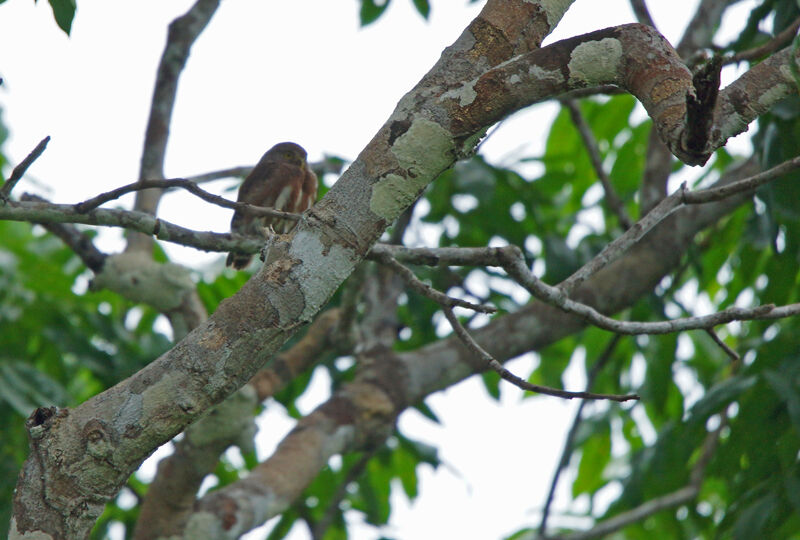 Amazonian Pygmy Owl