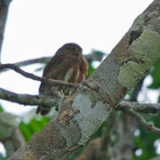 Amazonian Pygmy Owl