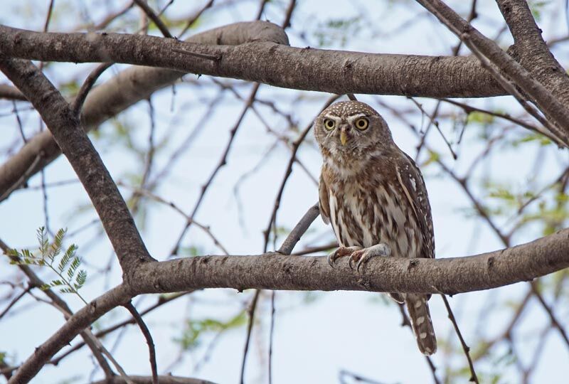 Pearl-spotted Owlet