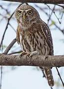 Pearl-spotted Owlet