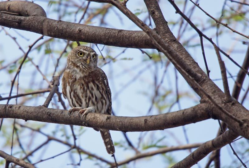 Pearl-spotted Owlet