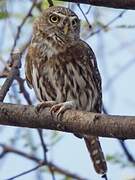 Pearl-spotted Owlet