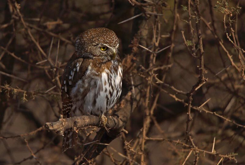 Pearl-spotted Owlet