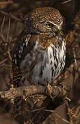 Pearl-spotted Owlet