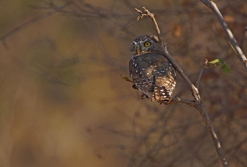 Pearl-spotted Owlet