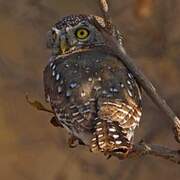 Pearl-spotted Owlet