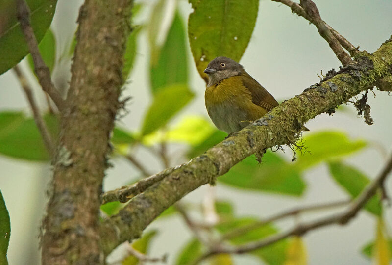 Common Bush Tanager