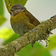 Common Bush Tanager