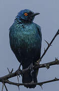 Cape Starling