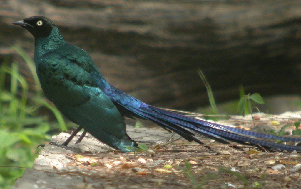 Long-tailed Glossy Starling