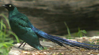 Long-tailed Glossy Starling