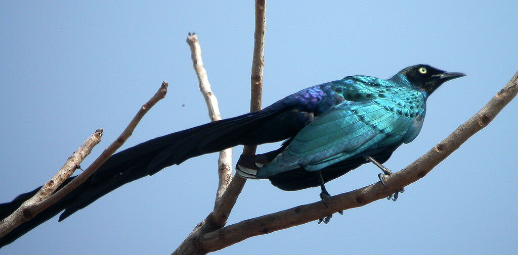 Long-tailed Glossy Starling