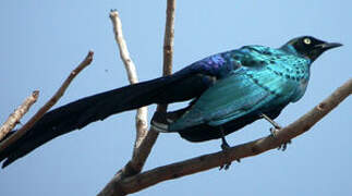 Long-tailed Glossy Starling