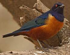 Hildebrandt's Starling