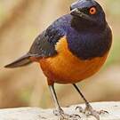 Choucador de Hildebrandt