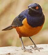 Hildebrandt's Starling