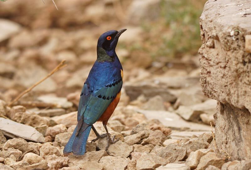 Hildebrandt's Starling