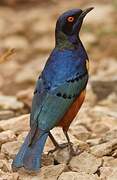 Hildebrandt's Starling