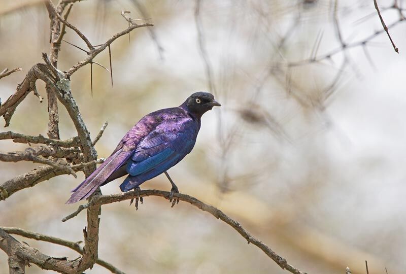 Rüppell's Starling