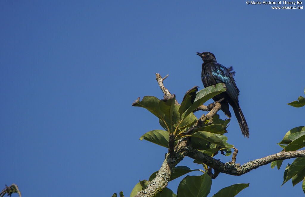 Rüppell's Starling