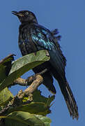 Rüppell's Starling