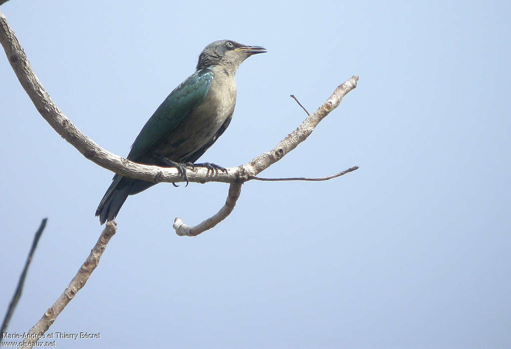 Lesser Blue-eared Starlingjuvenile, identification