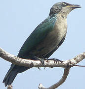 Lesser Blue-eared Starling