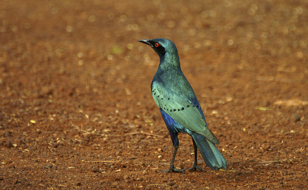 Lesser Blue-eared Starling