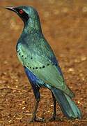 Lesser Blue-eared Starling