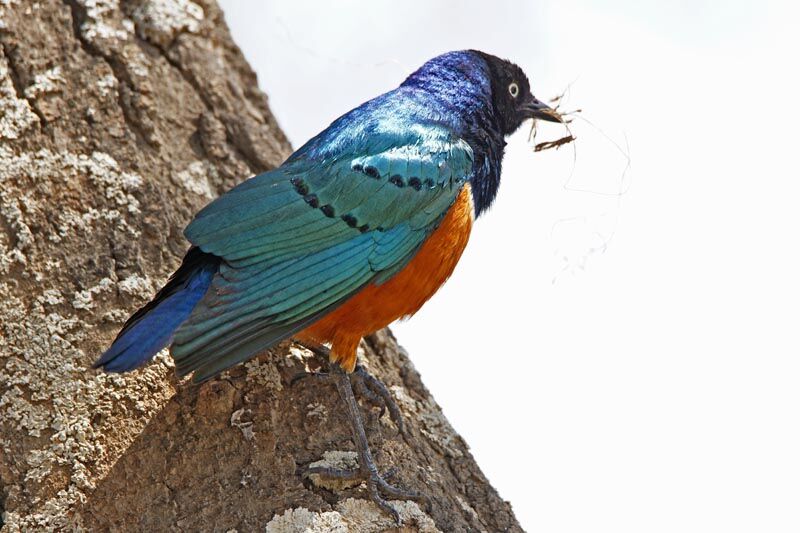 Superb Starling