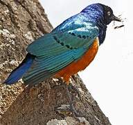 Superb Starling