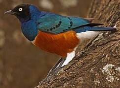 Superb Starling