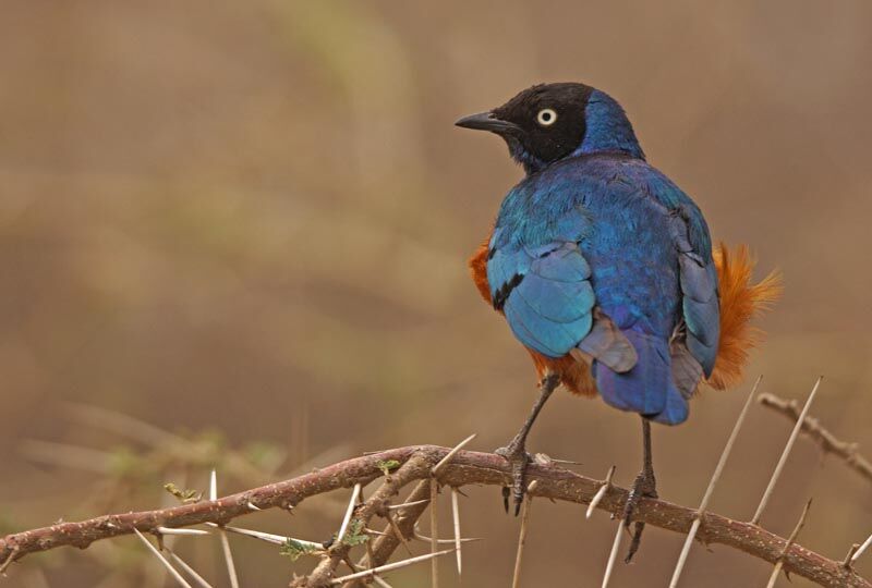 Superb Starling