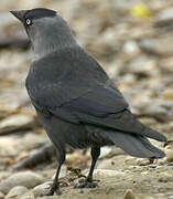 Western Jackdaw