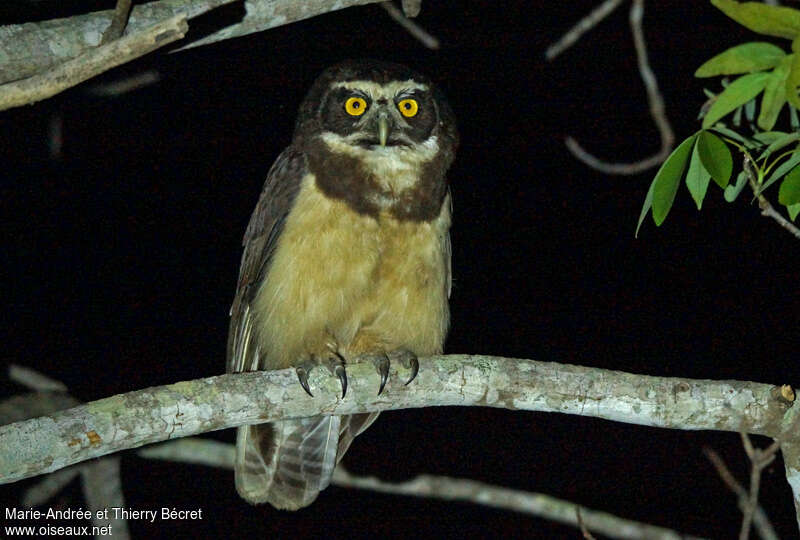 Spectacled Owladult, identification