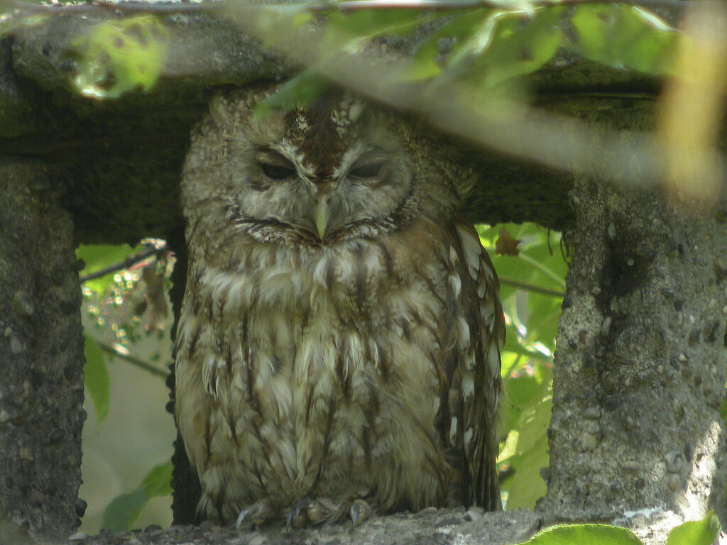 Tawny Owl