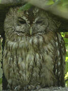 Tawny Owl