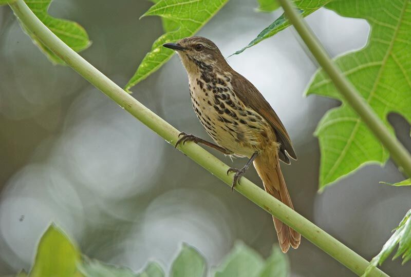 Spotted Palm Thrush