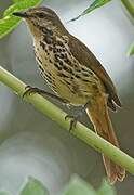 Spotted Palm Thrush