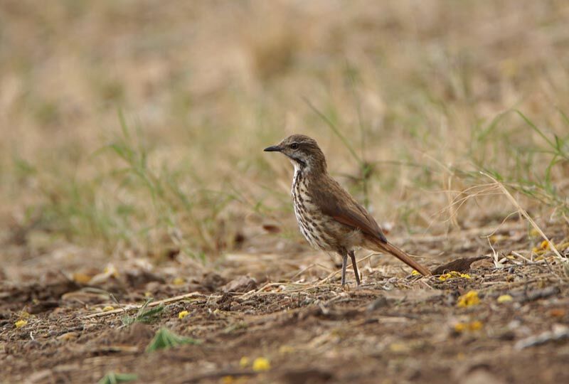 Spotted Palm Thrush