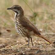 Spotted Palm Thrush