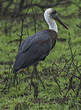 Cigogne à pattes noires