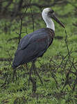 Cigogne à pattes noires