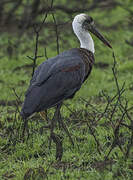 Cigogne à pattes noires