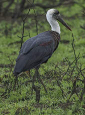 Cigogne à pattes noires