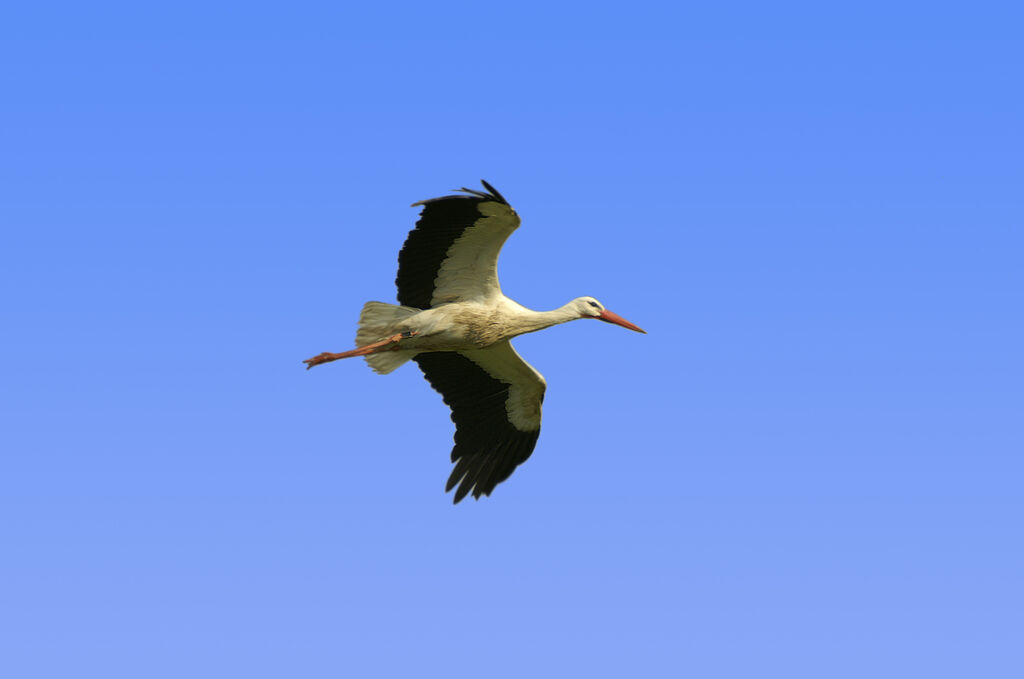 White Stork