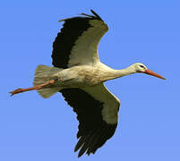 White Stork