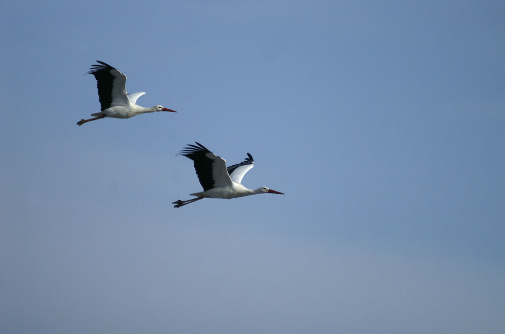 Cigogne blanche