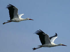 Cigogne blanche